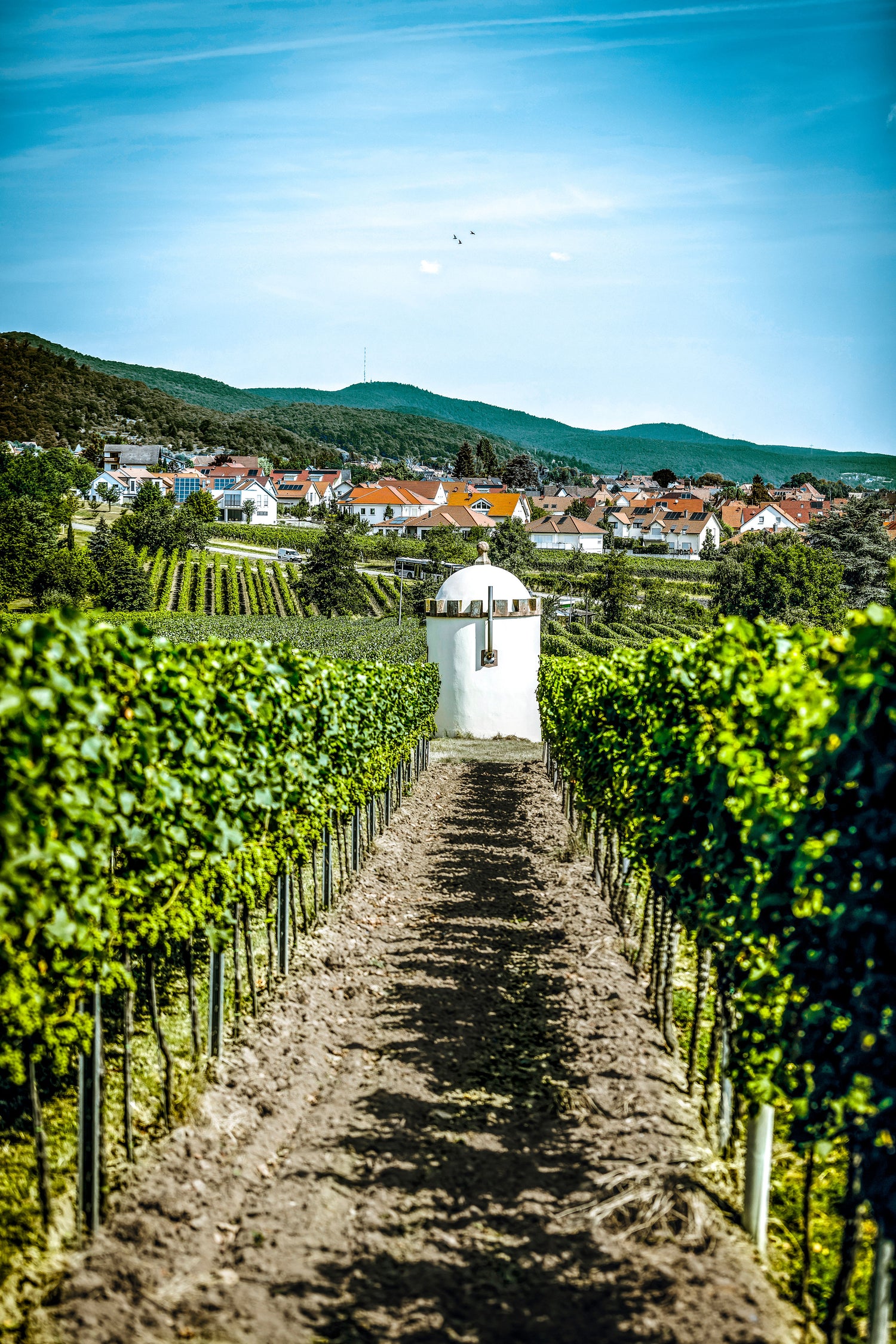 Faubel heimat heiligenberg portrait