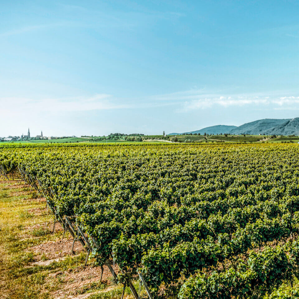 Immengarten Portrait