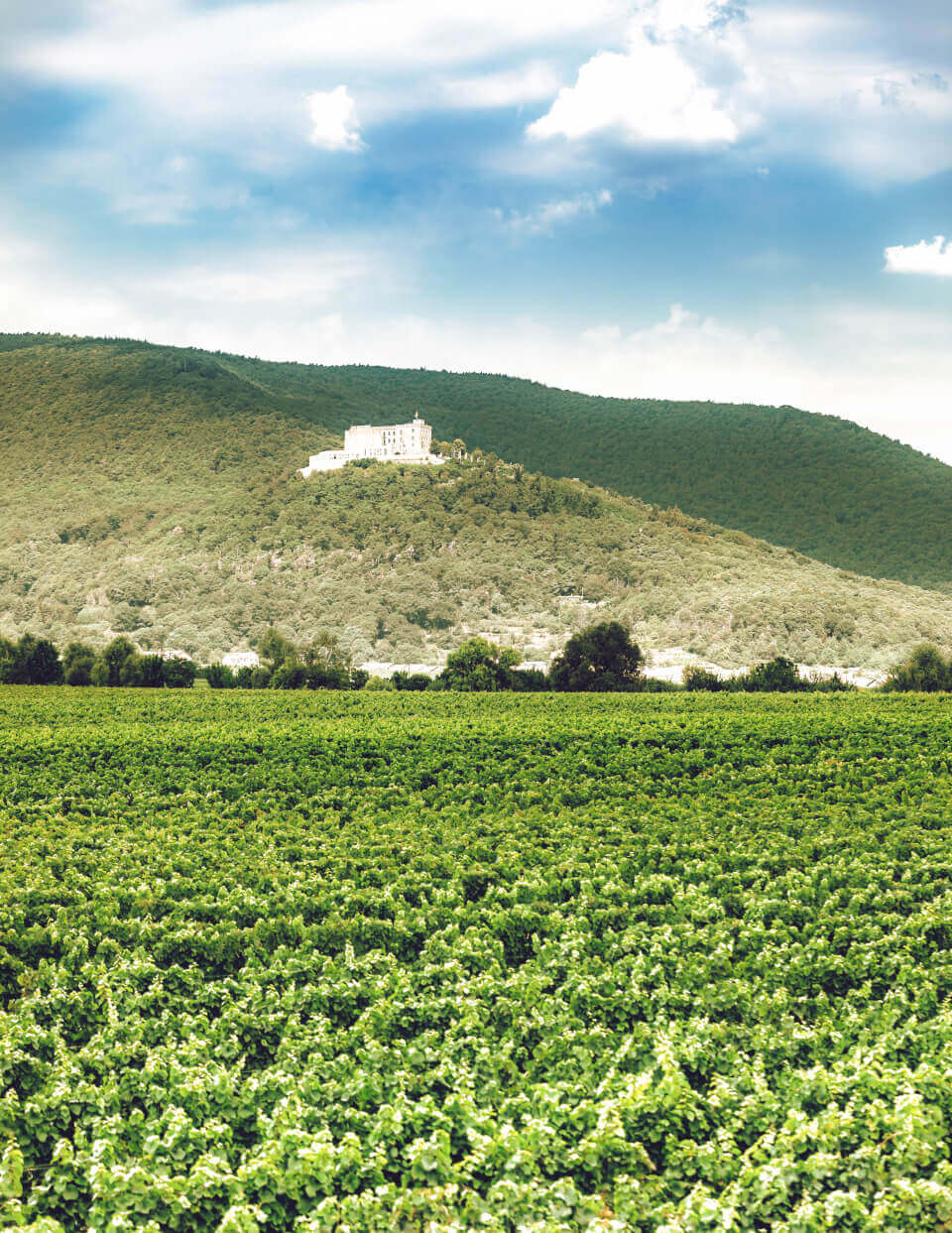 Riesling aus Maikammer mit Lagencharakter