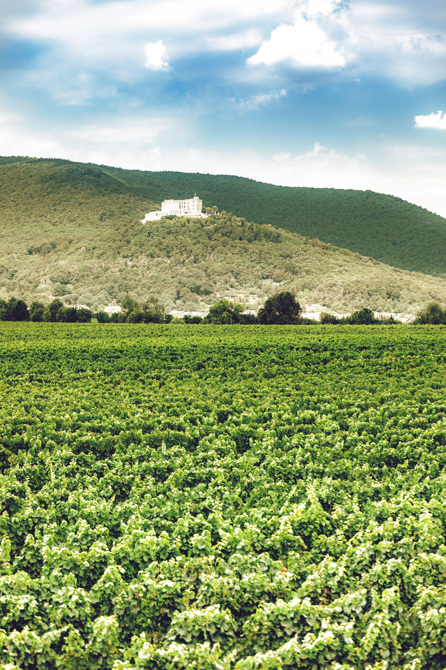 Riesling aus Maikammer mit Lagencharakter