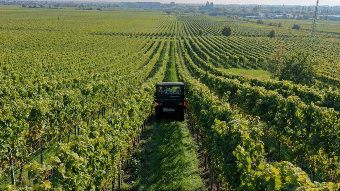 Gutschein: Weinberg-Safari für 5 Personen – CFMOTO UFORCE Erlebnis